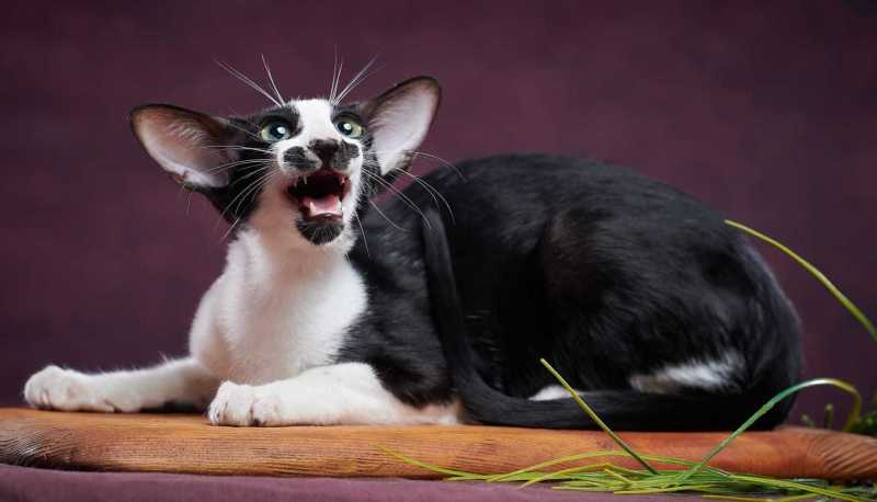 Oriental Shorthair - ArtLeMoa - ArtLeMoa Sirius Black Or White