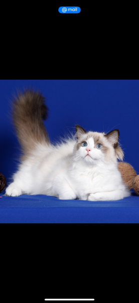 Ragdoll - Altai Paradise - Altai Paradise Agnes
