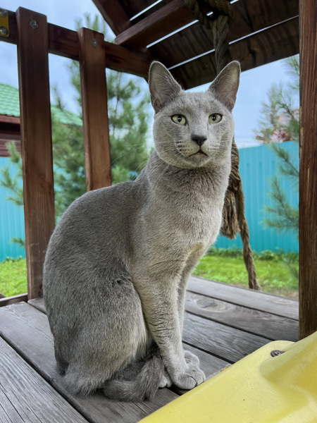 Russian Blue - Царская кошка - Elite Shine Sinilga