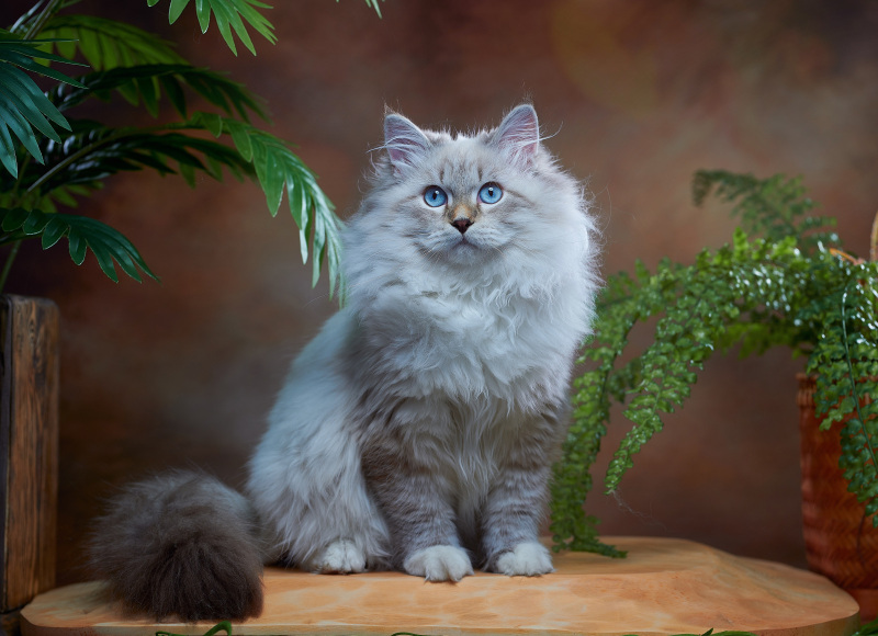 Siberian cat - Krasa Altaya - Lupin