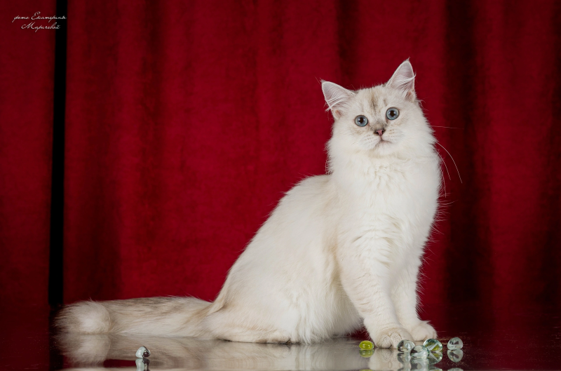 Siberian cat - WaldPerson - Aurora WaldPerson