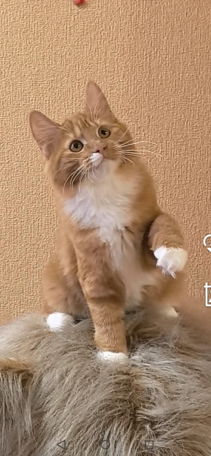Kurilian Bobtail Longhair - Cool friends - Egoza Runa Berkana