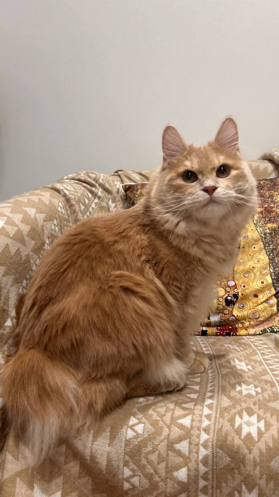 Kurilian Bobtail Longhair - Taiga Romance - Kniaz Sibiri Taiga Romance