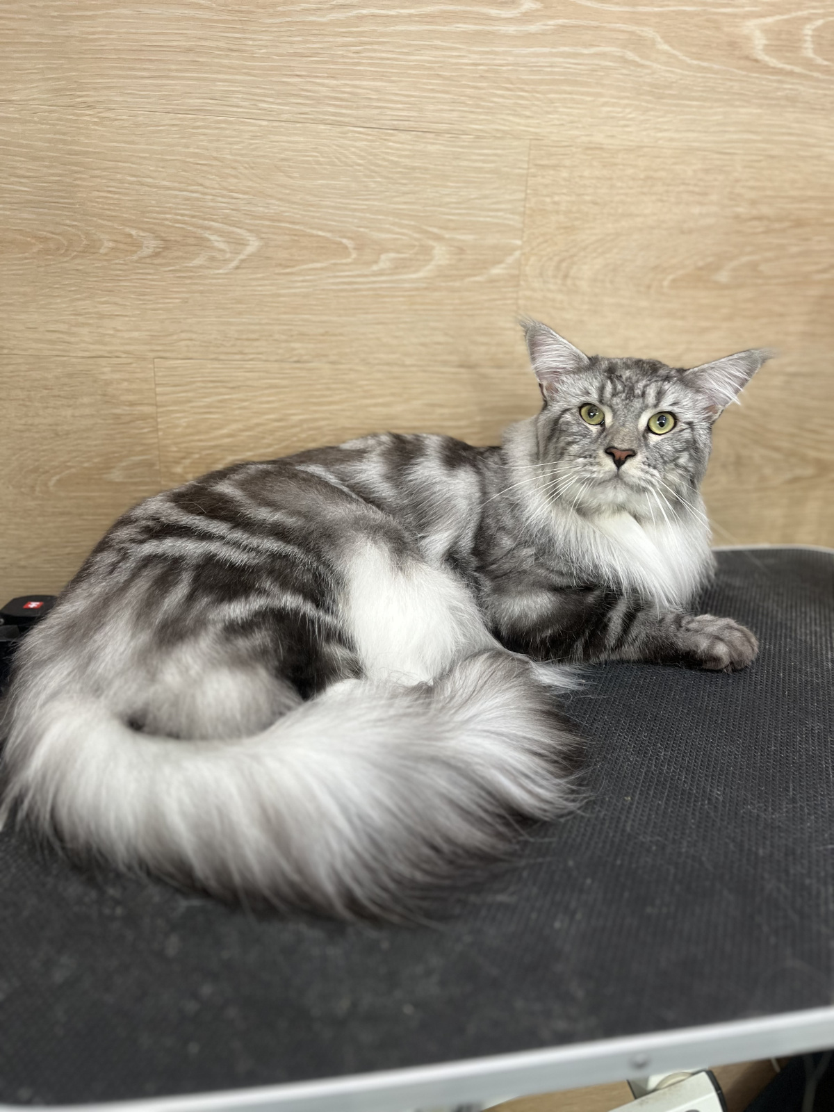Maine Coon - « Asia Memory» - Sherlock Asia Memory