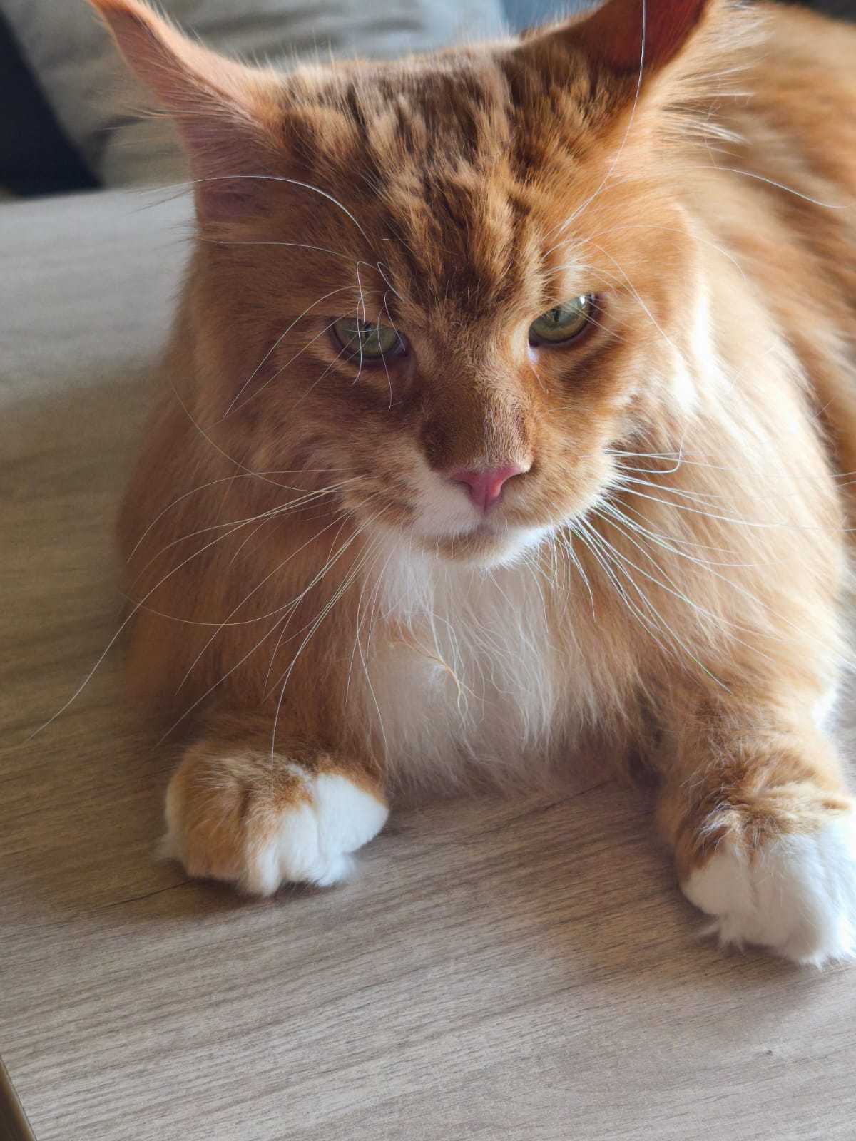 Maine Coon - Laymbood - Laymbood Milan