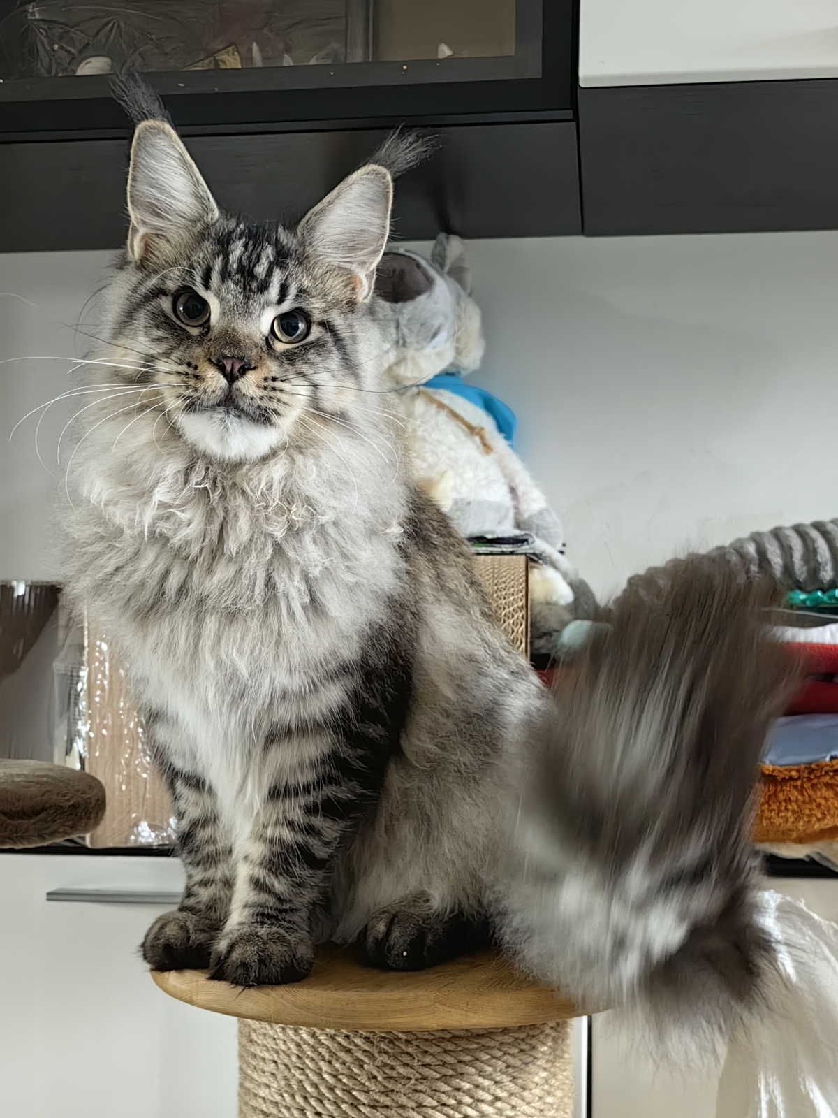 Maine Coon - Laymbood - Ophirusland Dolce Vino