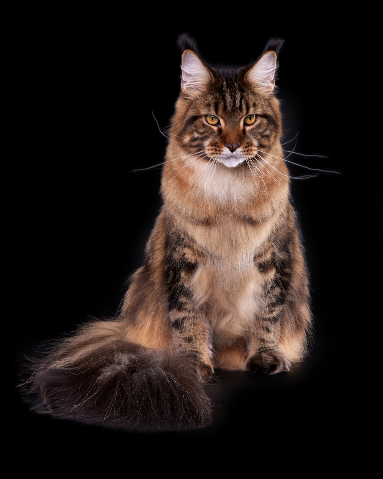 Maine Coon - Pompons Chics - Boomer Pompons Chics