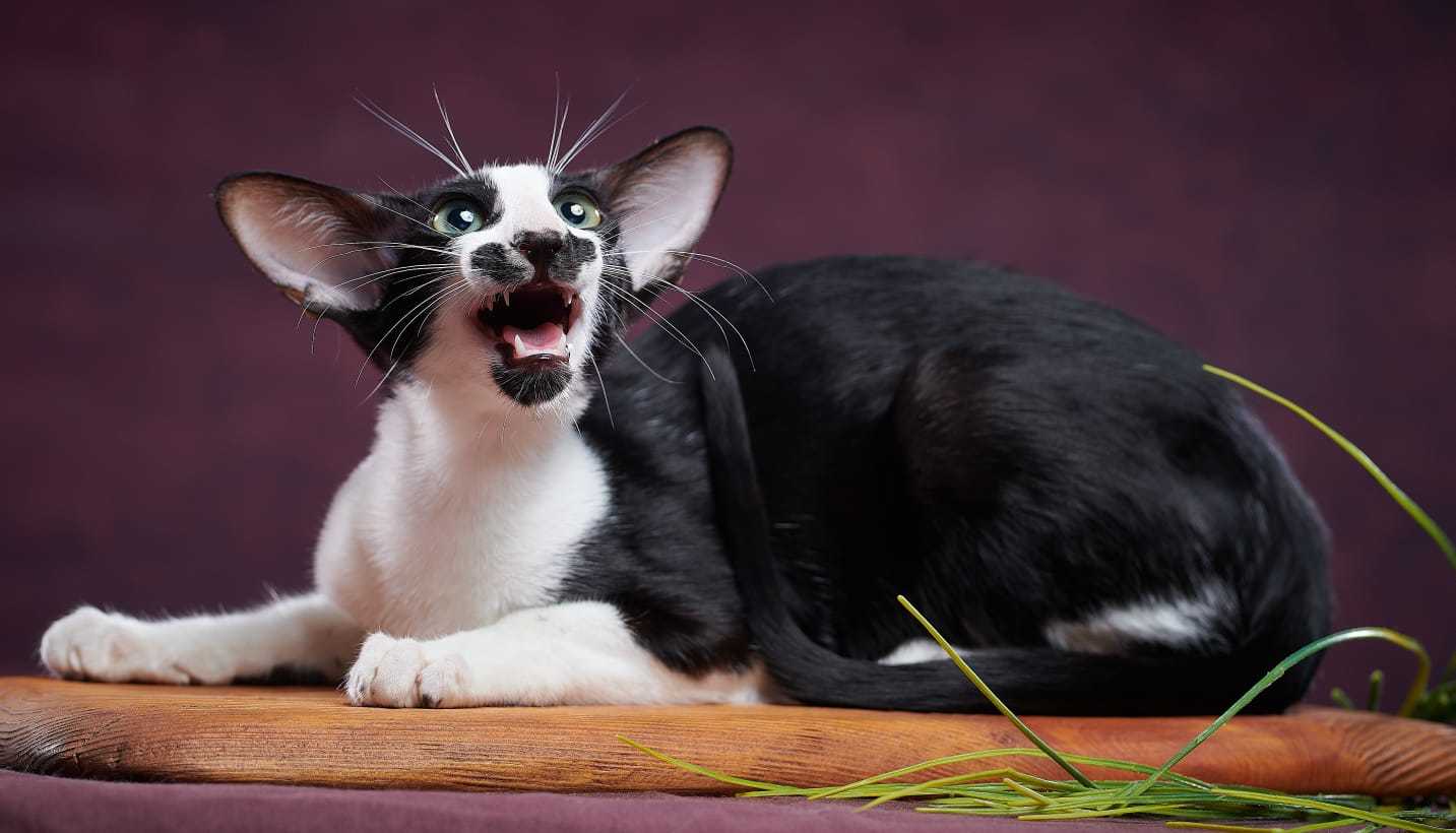 Oriental Shorthair - ArtLeMoa - ArtLeMoa Sirius Black Or White