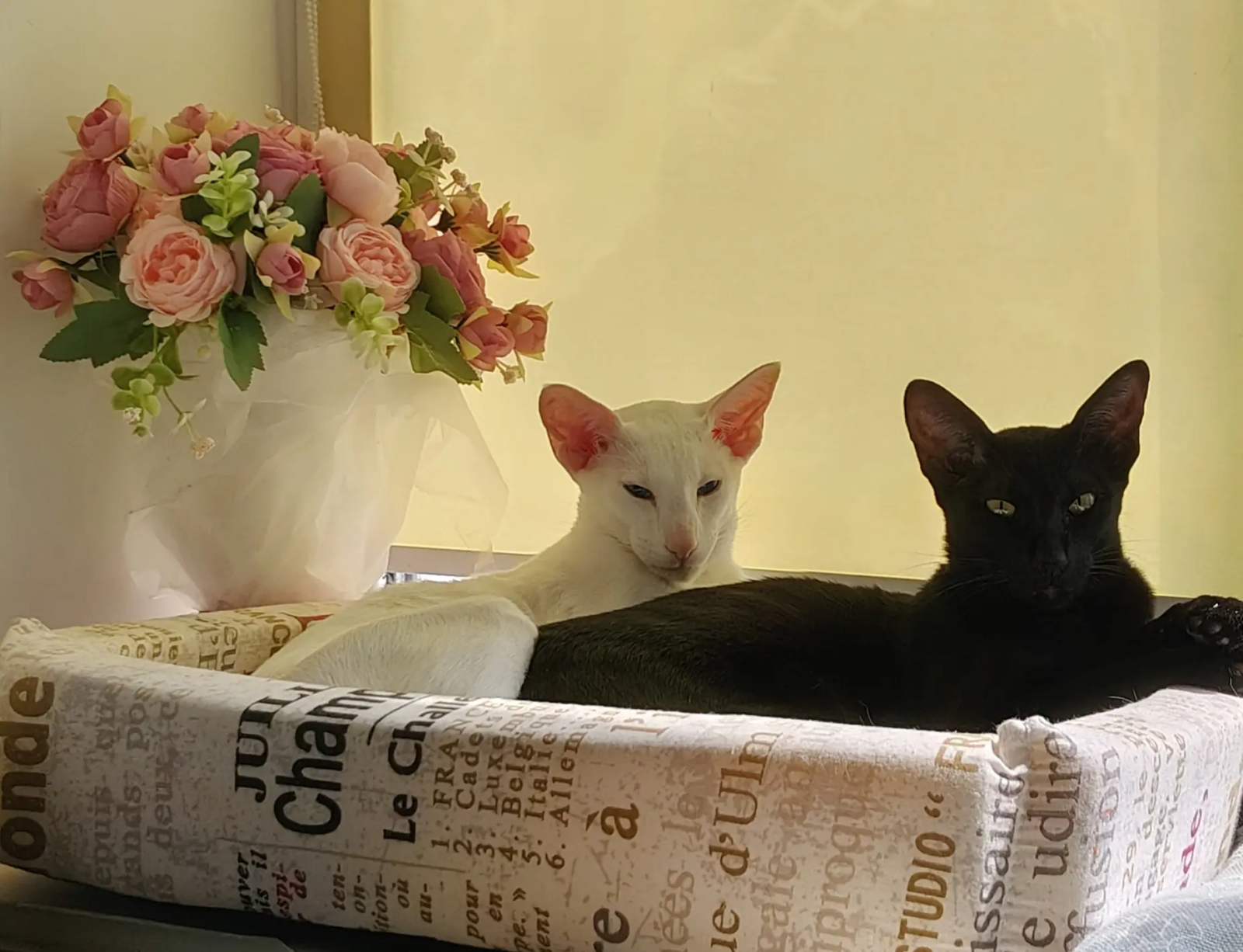 Oriental Shorthair - - ARCHI; Oriental Shorthair - - PATTI