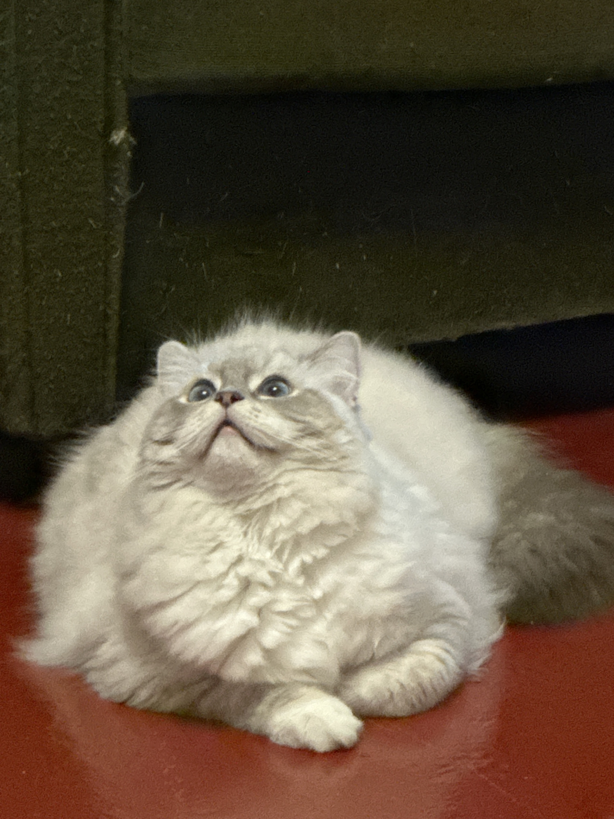 Ragdoll - Altai Paradise - Silk Griffon Jayn