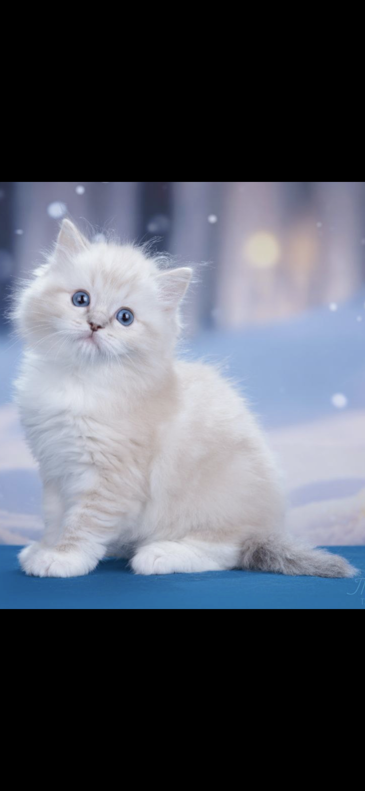 Ragdoll - Altai Paradise - Silk Griffon Jayn