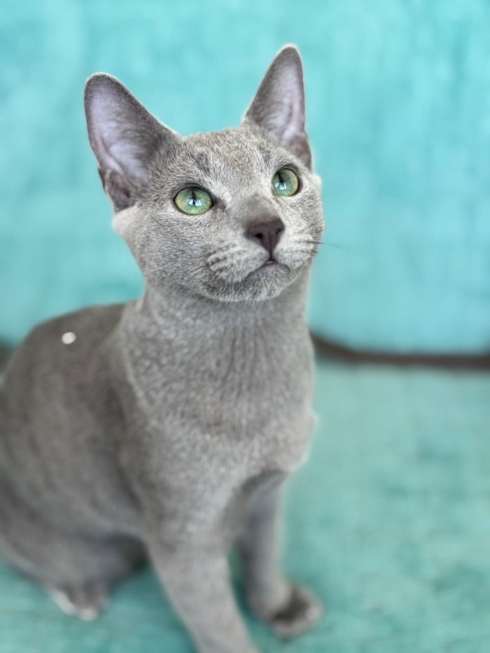 Russian Blue - Aeterno Iuvaret - Amur Aeterno Iuvaret