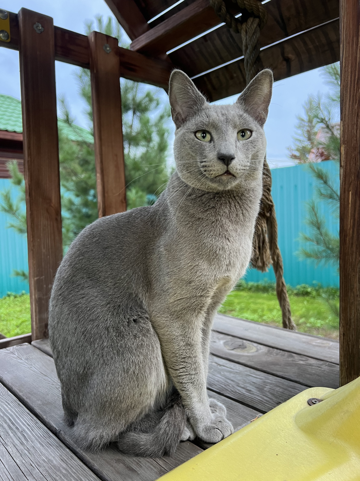 Russian Blue - Царская кошка - Elite Shine Sinilga