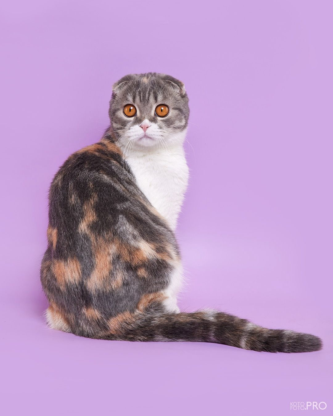 Scottish Fold - - BUSINKA BEATRIS