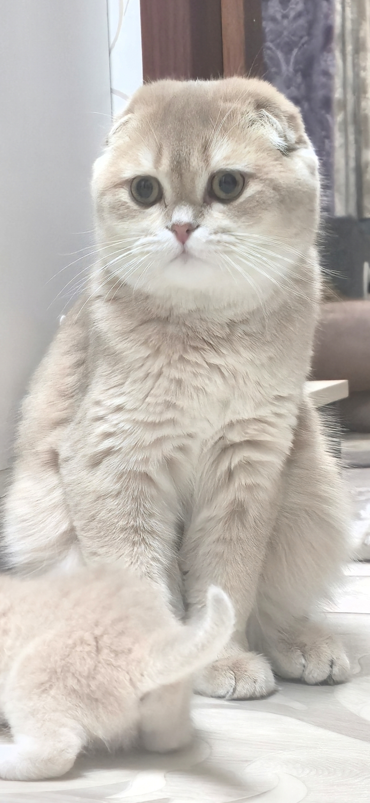 Scottish Fold - Chiclux - Gaius Julius Caesar