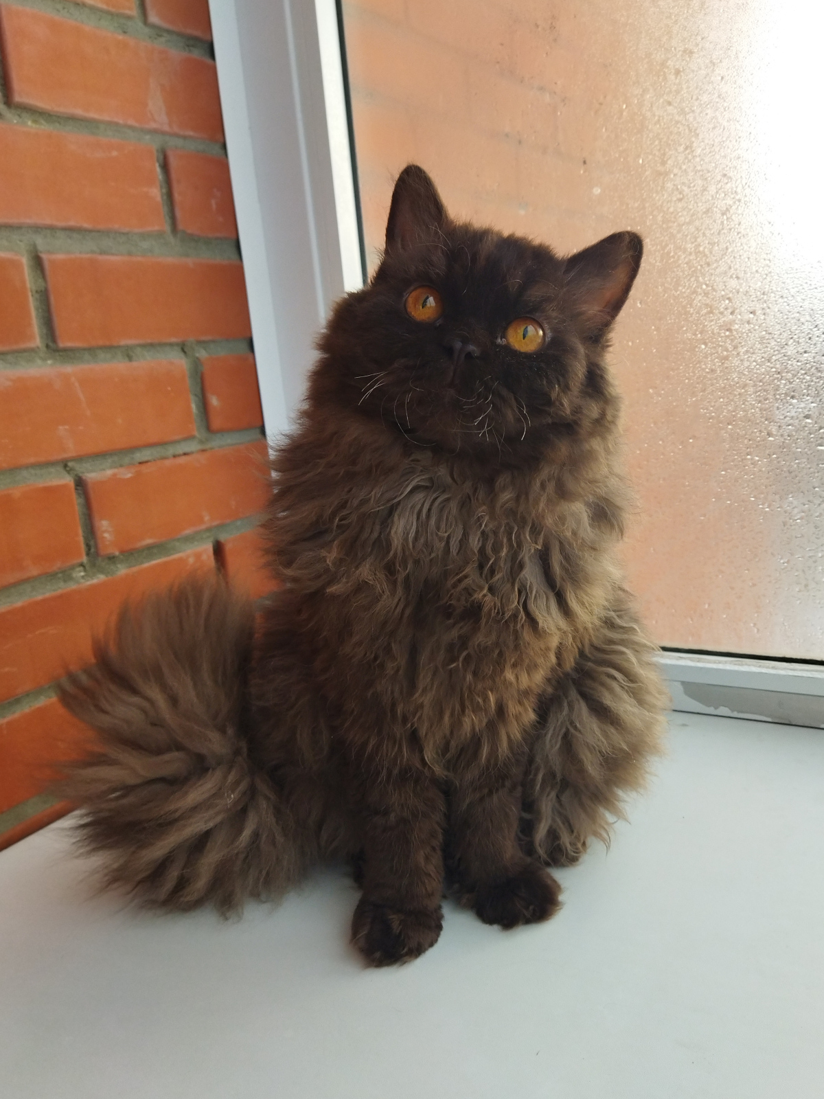 Selkirk Rex Longhair - Color flash - Simon Color flash