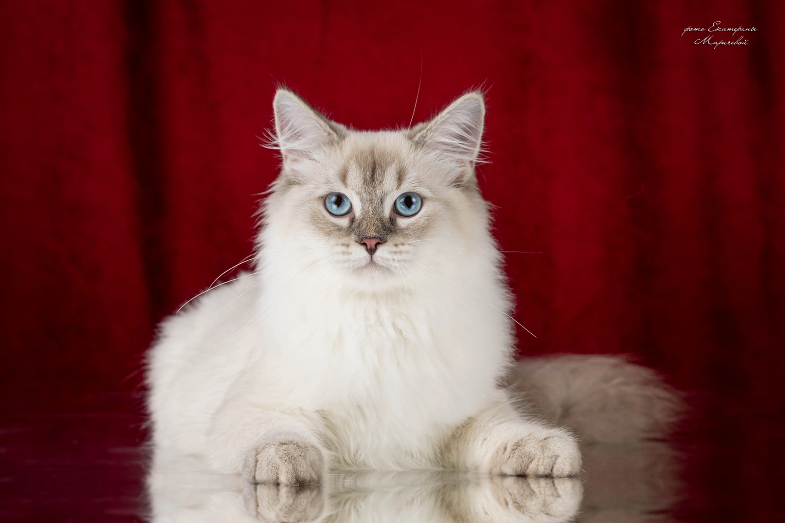 Siberian cat - WaldPerson - Adam WaldPerson