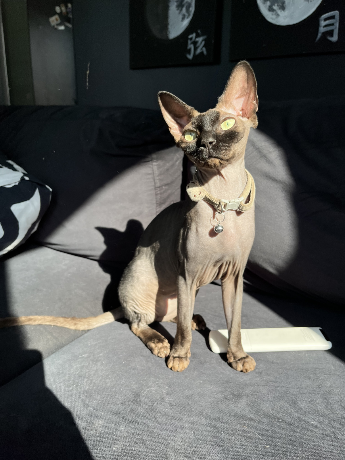 Sphynx cat - - Mickey