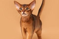 Abyssinian cat - Hecate - Oscar Hecate