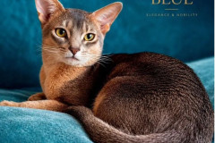 Abyssinian cat - Throne of Bastet - Malahini Qvest