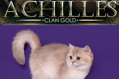 British Shorthair - Achilles Clan Gold - Timati Achilles Clan Gold