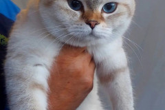 British Shorthair - - Taisiya