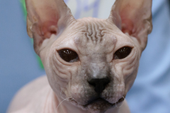Don Sphynx - Universe Vanqusher - Elice-Orchideya
