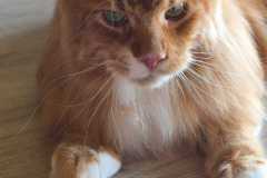Maine Coon - Laymbood - Laymbood Milan