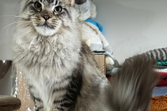 Maine Coon - Laymbood - Ophirusland Dolce Vino