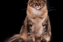 Maine Coon - Pompons Chics - Boomer Pompons Chics