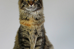 Maine Coon - Pompons Chics - Zabava Pompons Chics