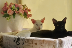 Oriental Shorthair - - ARCHI; Oriental Shorthair - - PATTI