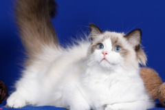 Ragdoll - Altai Paradise - Altai Paradise Agnes