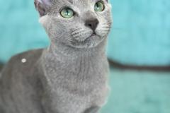 Russian Blue - Aeterno Iuvaret - Amur Aeterno Iuvaret