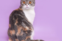 Scottish Fold - - BUSINKA BEATRIS