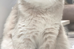 Scottish Fold - Chiclux - Gaius Julius Caesar