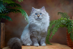 Siberian cat - Krasa Altaya - Lupin