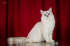 Siberian cat - WaldPerson - Aurora WaldPerson