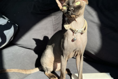 Sphynx cat - - Mickey