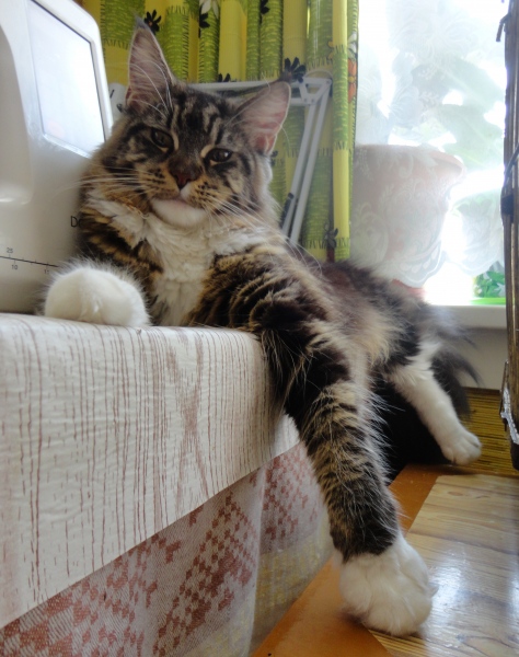 Сentavra Freia Zaravshan Cat