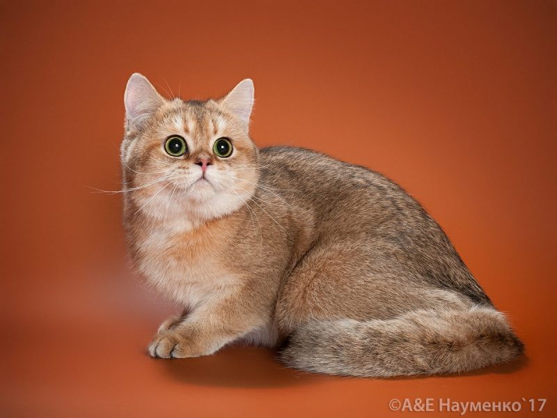 CATLUISA BIEBER