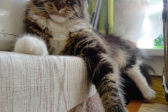 Сentavra Freia Zaravshan Cat