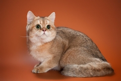 CATLUISA BIEBER