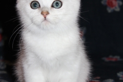 My Bubastis-RU Dobrynia