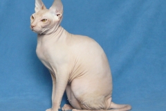Tasha Fortune Nibori