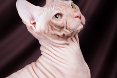Xenophont Pretty baby Nibori