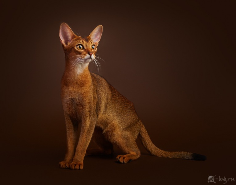 Abyssinian cat - Hecate - Ekaterina Alekseevna Hecate (s12a0265)