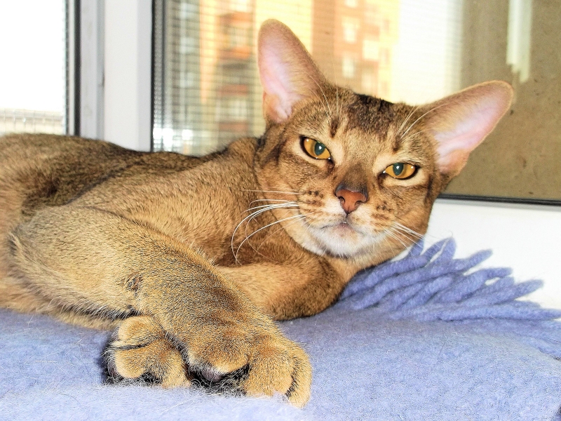 Abyssinian cat - Otrada - Absolute Black Tiger of Otrada (123)