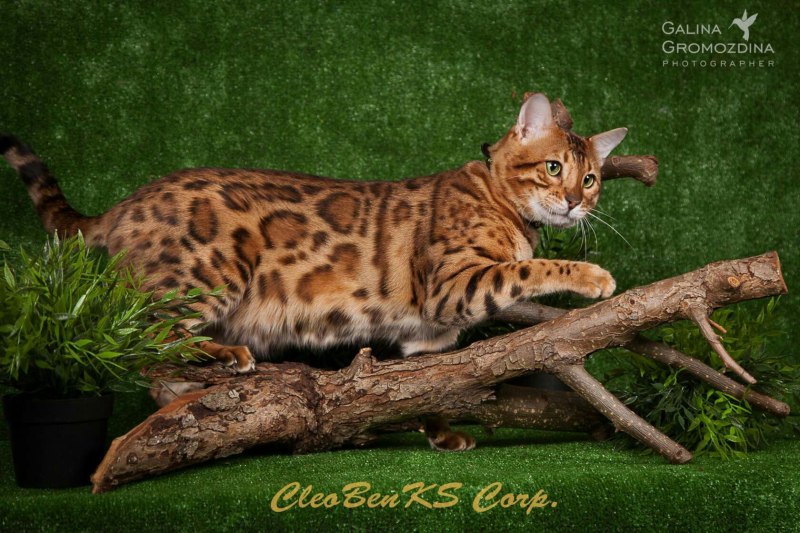 Bengal cat - CleoBenKs Corporation - CleoBenKs Corporation ELIOT GOLDEN SHINE (bXLB2Zl2Ei4)