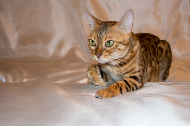 Bengal cat - CleoBenKs Korporation - CleoBenKs Korporation DEMMI MUR (IMG_3701)